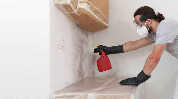 Professional Black Mold Remediation technician working in Lakewood, IL